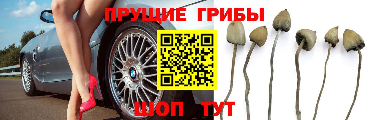 Прохладный  Псилоцибиновые грибы ЛСД  Вход с VPN 